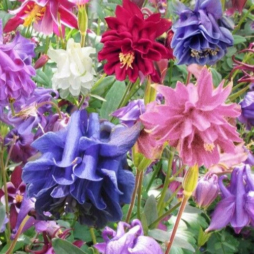 Aquilegia vulgaris plena Seeds - Granny's Bonnet Mix, Double-Flowered Columbine, Perennial Flower, 25 Seeds