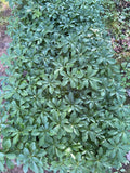 Pachysandra Ground Cover Plants - 100 Bare Root Perennials - Evergreen Shade Tolerant - Pachysandra terminalis