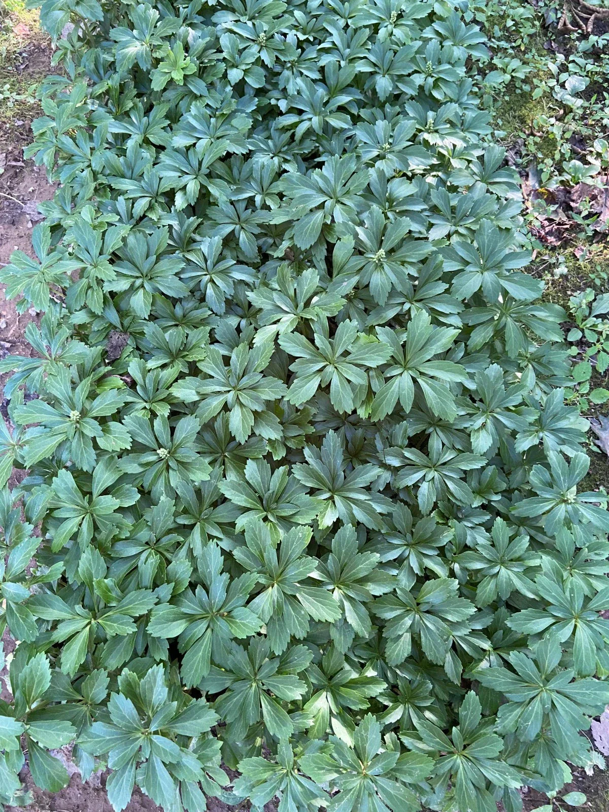 Pachysandra Ground Cover Plants - 100 Bare Root Perennials - Evergreen Shade Tolerant - Pachysandra terminalis