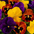 Pansy Seeds 50 Pack Autumn Mix Viola tricolor Garden Flower Seeds for Containers & Beds