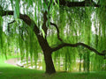 Weeping Willow Tree Cuttings - 10 Fresh Salix babylonica Branches - Rooting Hormone Ready for Planting