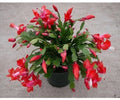 Red Christmas Cactus Cuttings 2-3 Segments, Schlumbergera, Indoor Plant Propagation, Holiday Flowering, Easy Care
