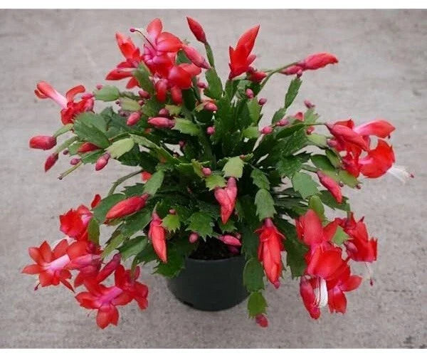 Red Christmas Cactus Cuttings 2-3 Segments, Schlumbergera, Indoor Plant Propagation, Holiday Flowering, Easy Care