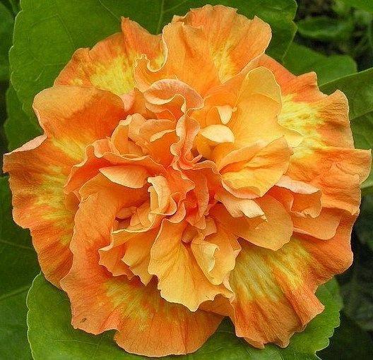 Double Yellow Orange Hibiscus Seeds - Perennial Flower Seeds for Garden Beds & Containers - Hibiscus rosa-sinensis