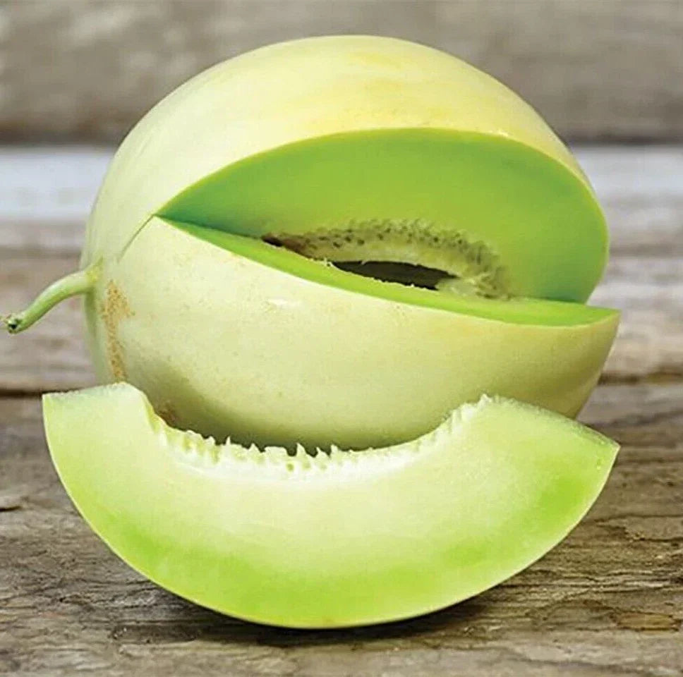 Fresh Honeydew Melon Seeds - Green Flesh Cucumis melo Var. inodorus, Vining, Pack of 20