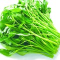 Kangkong Seeds - Rike 2000, Ong Choy, Rau Muong, Ipomoea aquatica, Vegetable Seeds for Gardening