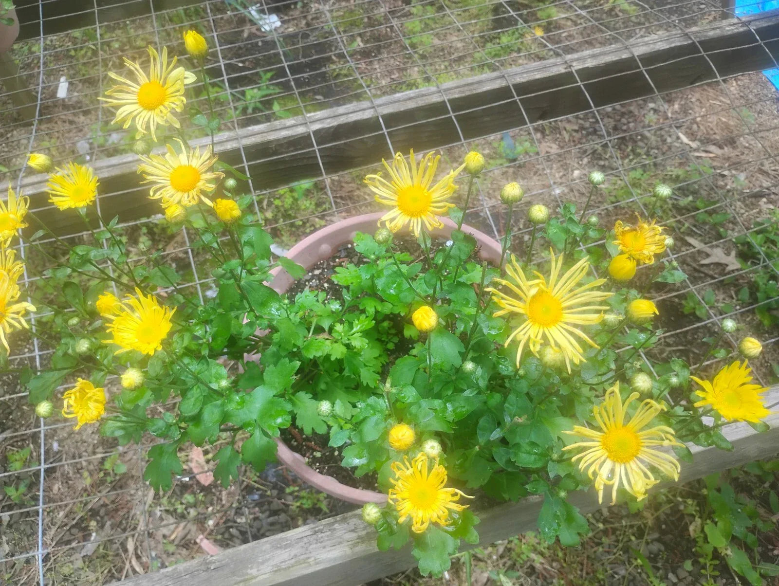 Well Rooted Mammoth Quilled Yellow Mums - Hardy Perennial Chrysanthemum morifolium in 4-inch Pots