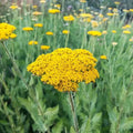 Gold Yarrow Seeds - Achillea filipendulina Perennial for Butterflies & Hummingbirds, Easy to Grow, Full Sun, Drought Tolerant