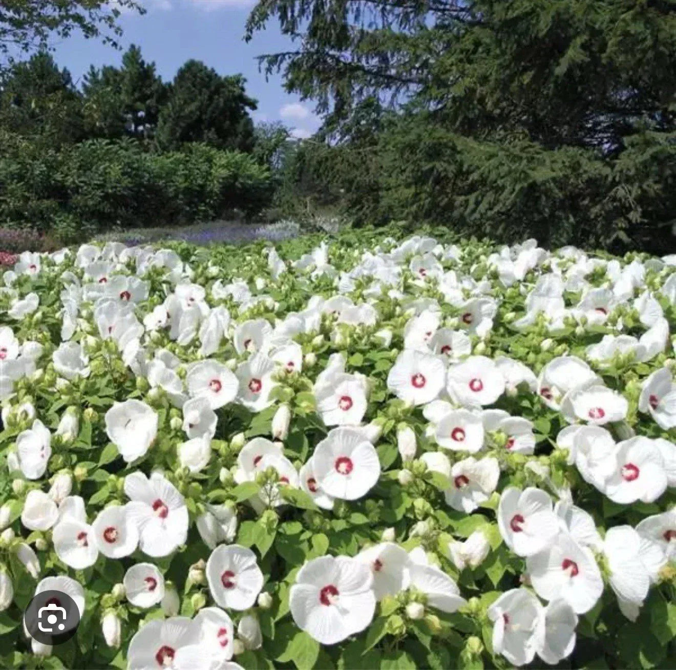 Hibiscus Plant Starter - Small Rooted Luna White - Large 8-10" Blooms - Hibiscus moscheutos Perennial