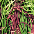 Yard Long Bean Seeds - Red and Green Mix, Pole Bean Seeds, Asian Vegetable, Vigna unguiculata subsp. sesquipedialis, Organic, Non-GMO