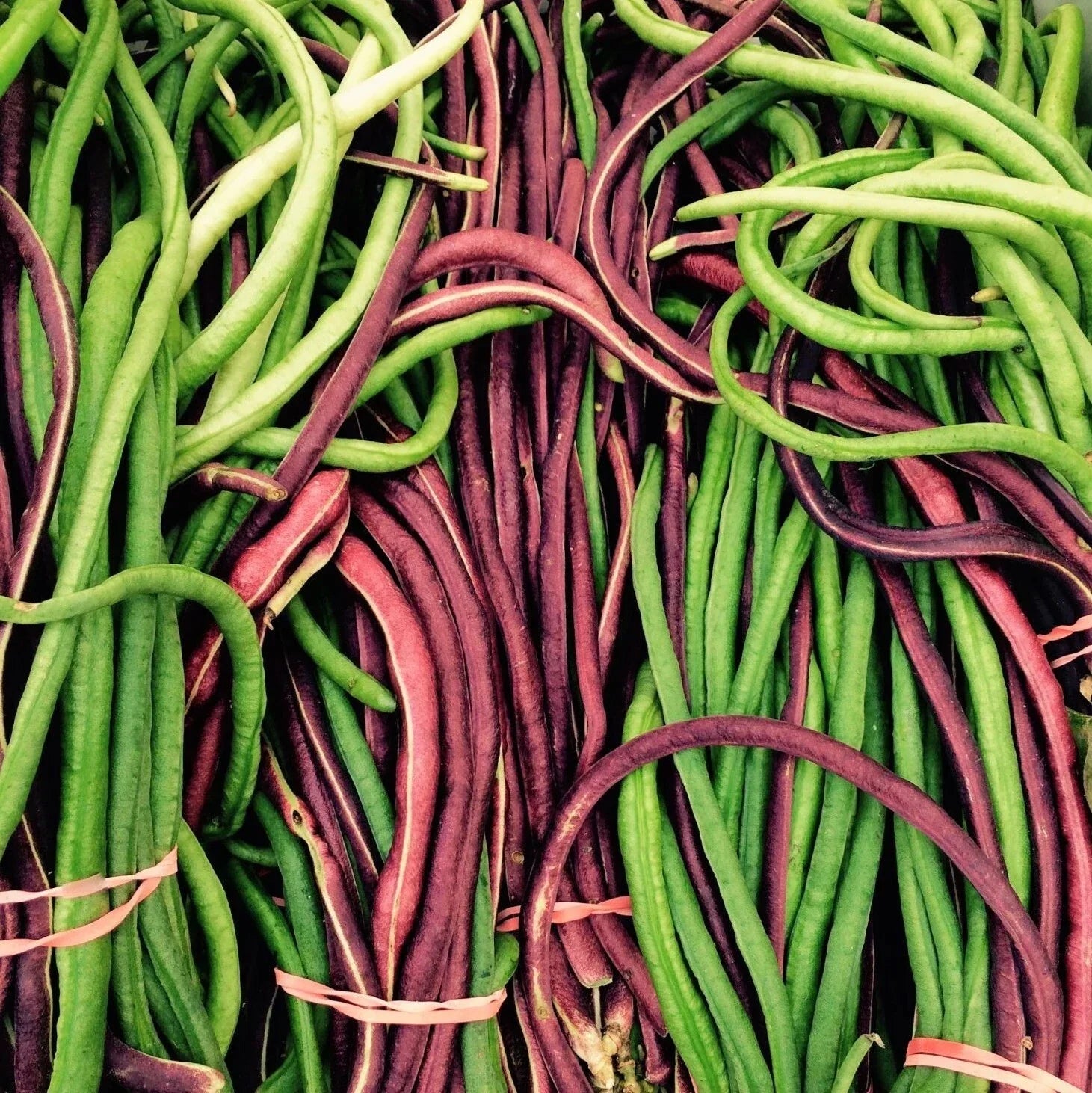 Yard Long Bean Seeds - Red and Green Mix, Pole Bean Seeds, Asian Vegetable, Vigna unguiculata subsp. sesquipedialis, Organic, Non-GMO