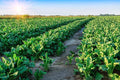 Sugar Beet Seeds 500 Count for Deer Food Plot Beta vulgaris Wildlife Attractant