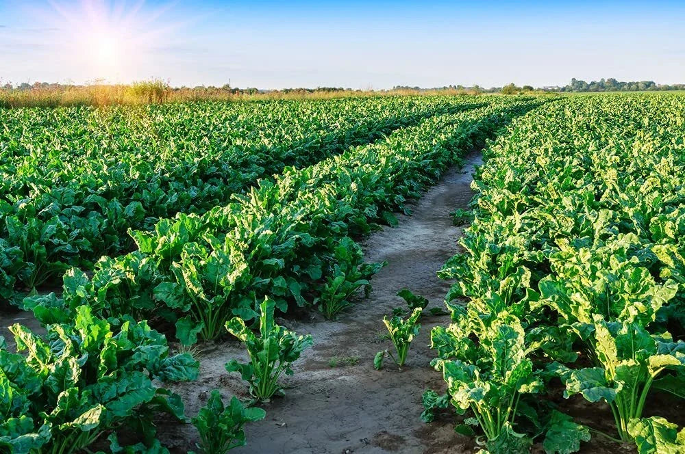 Sugar Beet Seeds 500 Count for Deer Food Plot Beta vulgaris Wildlife Attractant
