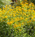 Mexican Mint Marigold Seeds 100+ | Tagetes Lucida Herb & Flower | Culinary & Medicinal Plant