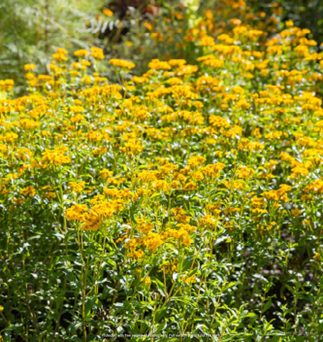 Mexican Mint Marigold Seeds 100+ | Tagetes Lucida Herb & Flower | Culinary & Medicinal Plant