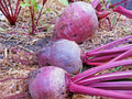 Detroit Dark Red Beet Seeds - Heirloom Vegetable Seeds for Garden & Patio, Beta vulgaris, Easy to Grow, 100+ Seeds