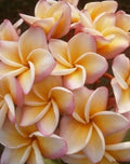 Rare Rainbow Plumeria Plant Starter 3-8 Inches Tall, Vibrant Multi-Color Flowers, Plumeria rubra