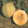 Minnesota Midget Cantaloupe Seeds - Heirloom Cucumis melo, Compact Bush-Type, Sweet Orange Flesh, Non-GMO, 25 Seeds Pack