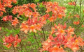 Aromi Azalea Starter Plant - Mauvila Gold Deciduous Rhododendron