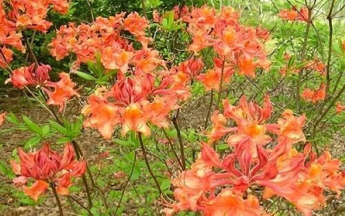 Aromi Azalea Starter Plant - Mauvila Gold Deciduous Rhododendron