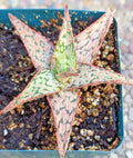 Aloe Potted Plant 4" Pink Blush Hybrid Succulent Indoor Outdoor Easy Care