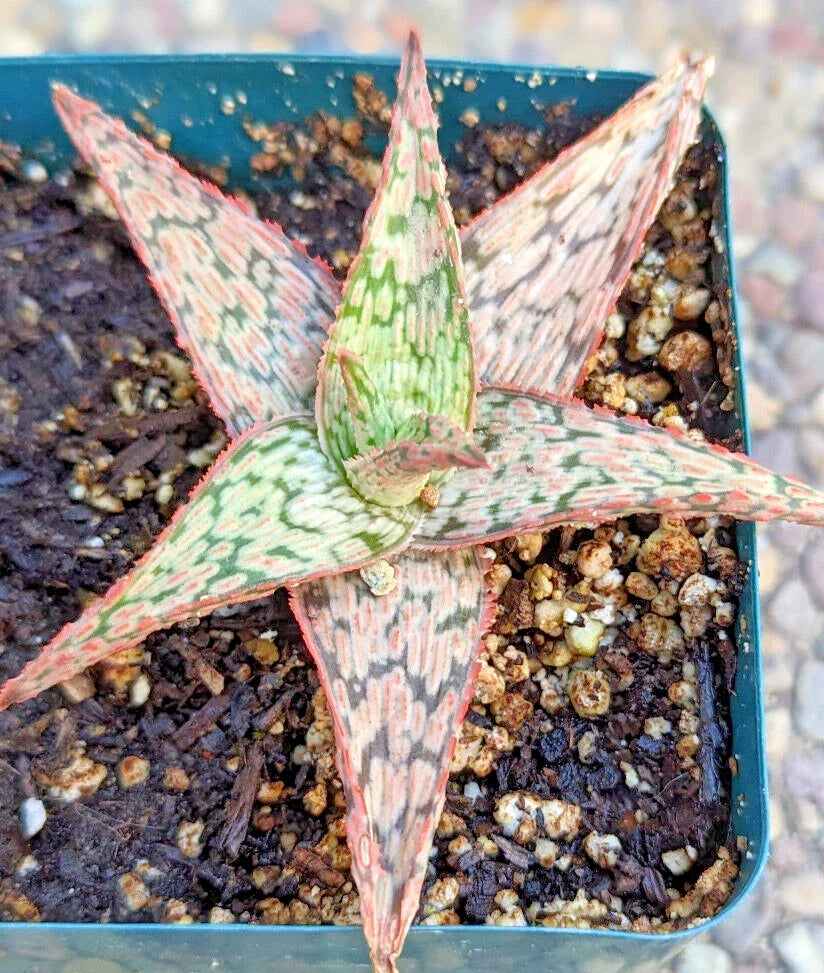 Aloe Potted Plant 4" Pink Blush Hybrid Succulent Indoor Outdoor Easy Care