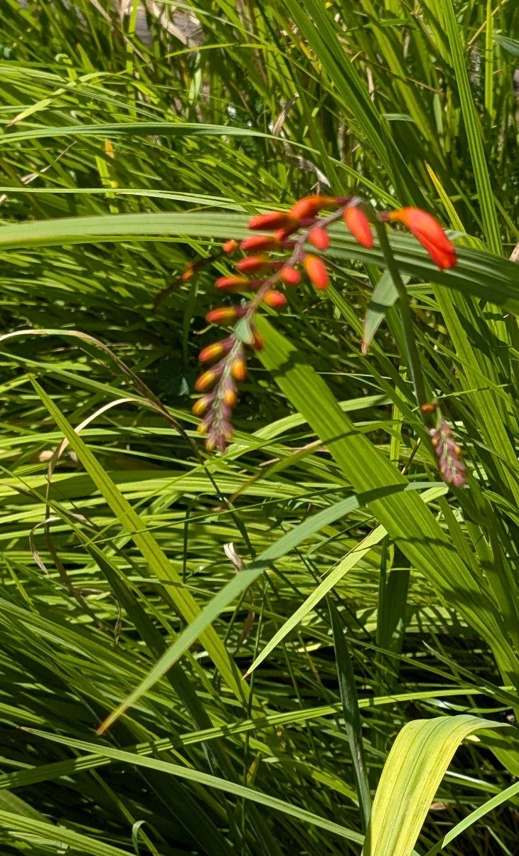 15 Organic Crocosmia Lucifer Plants | Easy to Grow Perennial Bulbs
