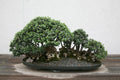 Common Olive Tree Seeds, Olea Europaea, Mediterranean Variety, Easy to Grow Olive Plant Seeds, 15 Seeds