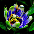 Blue Passion Flower Seeds - Climbing Vine for Garden, Hummingbirds & Butterflies - Passiflora caerulea