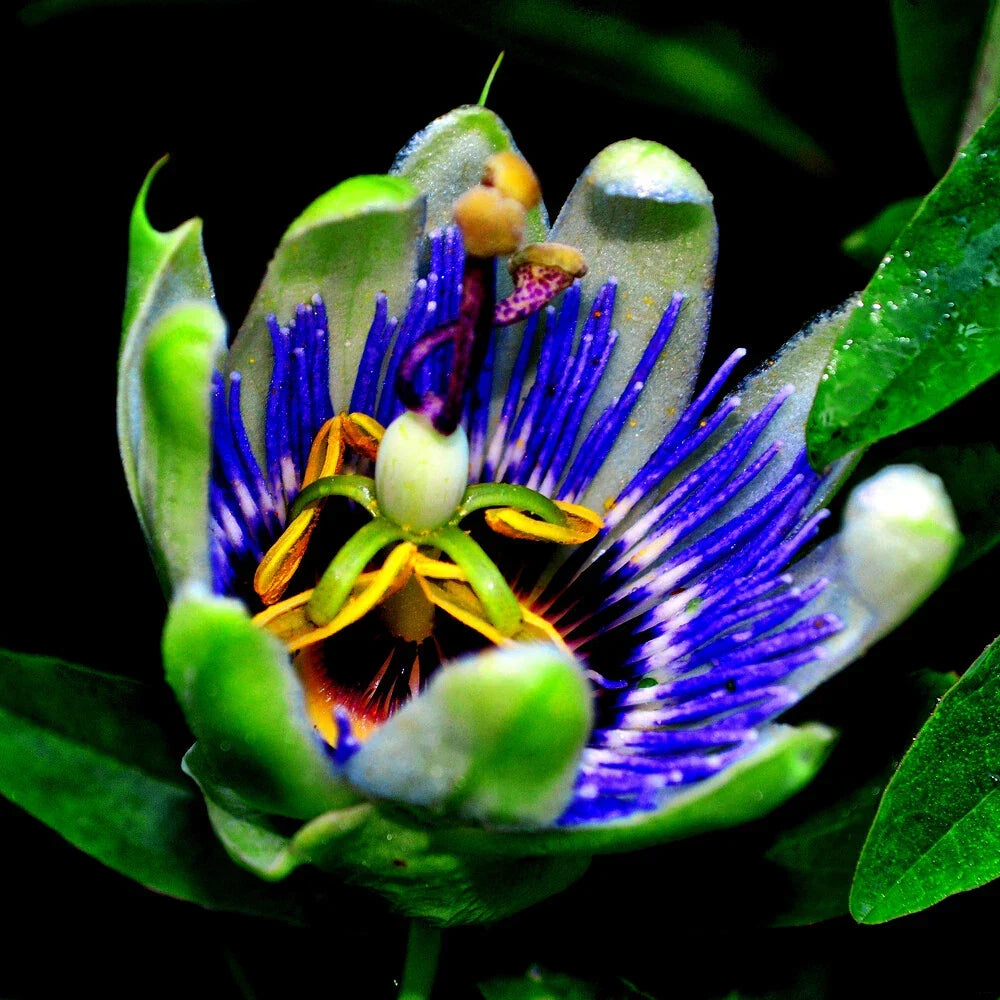 Blue Passion Flower Seeds - Climbing Vine for Garden, Hummingbirds & Butterflies - Passiflora caerulea