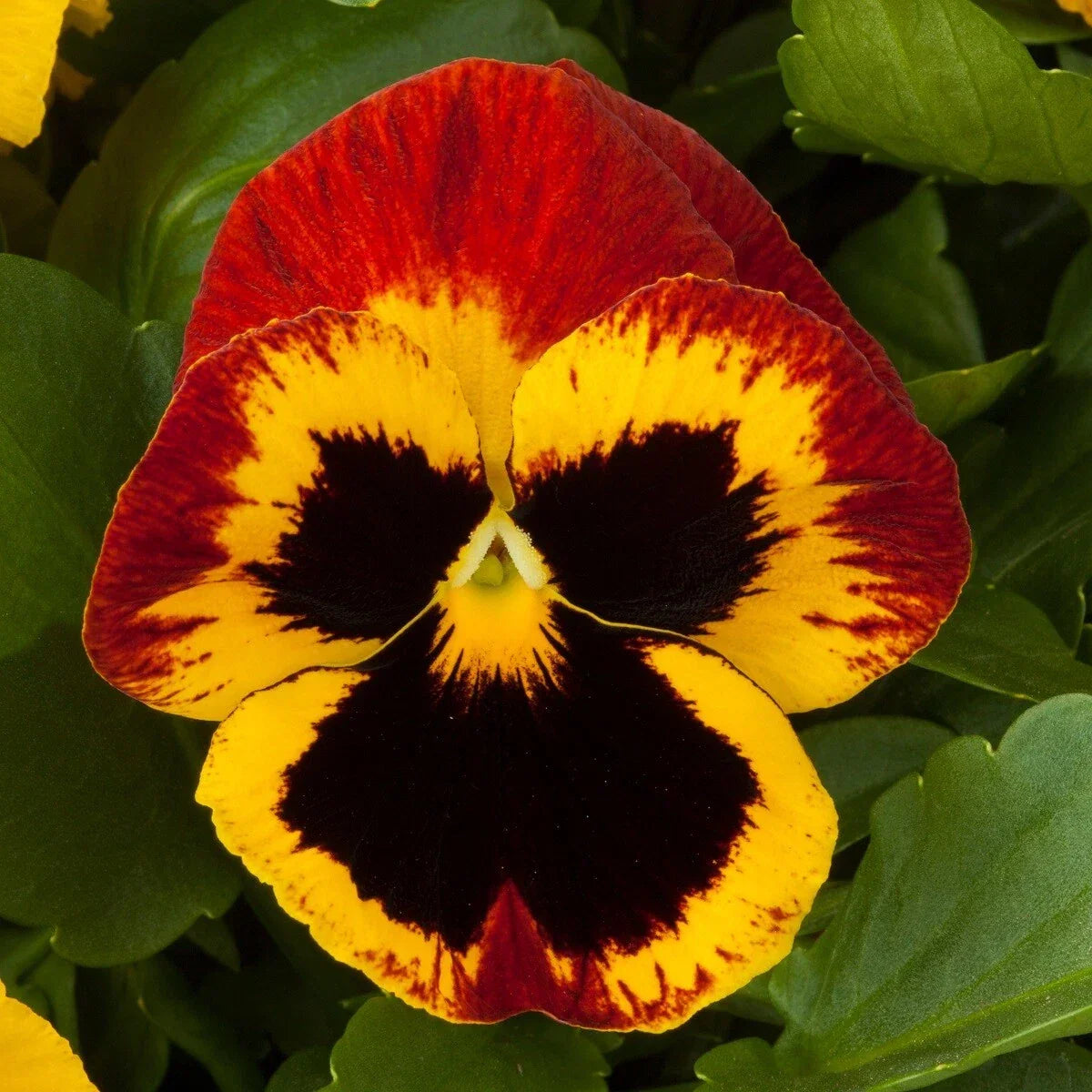 Pansy Seeds - 50 Giant Fire Flower Viola wittrockiana - Bright Red, Orange & Yellow Blooms for Garden & Containers