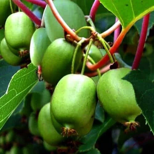 Kiwi Berry Seeds | Self-Fertile, Cold Hardy Actinidia Arguta Issai Vine | Fruit Plant for Garden