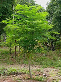 Moringa Tree Seeds 25 Pack - Fast Growing, Easy to Grow Moringa oleifera for Garden, Nutrition, and Medicinal Use