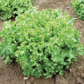 Tango Lettuce Seeds - 500 Count, Frilly Loose Leaf Heirloom Variety, Lactuca sativa, Salad Greens, Non-GMO, Easy to Grow