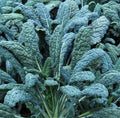 Lacinato Kale Seeds, Non-GMO, Over 600 Seeds, Dinosaur Kale, Brassica oleracea var. sabellica, Cool Weather Vegetable Seed Pack