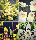 Orchid Plant Bulb Bare Root Oncidium & Miltonia Varieties for Indoor & Outdoor Gardening