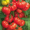 Beefsteak Tomato Seeds – Organic Heirloom Solanum lycopersicum – Juicy Large Fruits for Garden & Container Planting