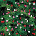 Cypress Vine Seeds - Ipomoea quamoclit - Climbing Annual Flower Seeds for Garden, Fences & Containers - 10 Fresh Seeds