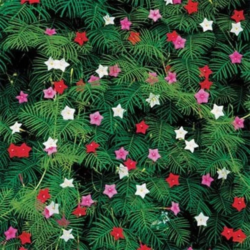 Cypress Vine Seeds - Ipomoea quamoclit - Climbing Annual Flower Seeds for Garden, Fences & Containers - 10 Fresh Seeds