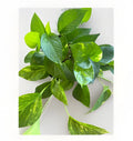 Golden Pothos Live Plant Cuttings - 5 Rooted Epipremnum aureum Indoor/Outdoor Plants