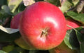 Wealthy Apple Seeds - 25+ Pack for Garden Planting, Malus domestica, Home Orchard, USA Origin