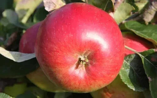 Wealthy Apple Seeds - 25+ Pack for Garden Planting, Malus domestica, Home Orchard, USA Origin