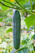 Straight Eight Cucumber Seeds – Heirloom, Non-GMO, Long, Straight Cucumbers for Home Garden, Salad & Pickling, Cucumis sativus