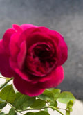 Fragrant English Shrub Rose Cuttings - Ausdecorum - Unrooted Rosa 'Ausdecorum' for Propagation, Garden, Landscape