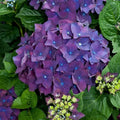 Live Purple Hydrangea Cuttings - 6-inch Hydrangea macrophylla Propagation Plants for Garden, Cut Flowers