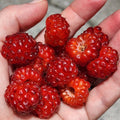 Red Raspberry Bare Root Cane | Sweet, Hardy Rubus idaeus | Small Garden & Container Planting