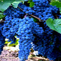 20 Wine Grape Seeds Vitis vinifera for Home Garden, Climbing Vine, Juicy Grapes, Fruit Plant, Hardy, Fast-Germinating