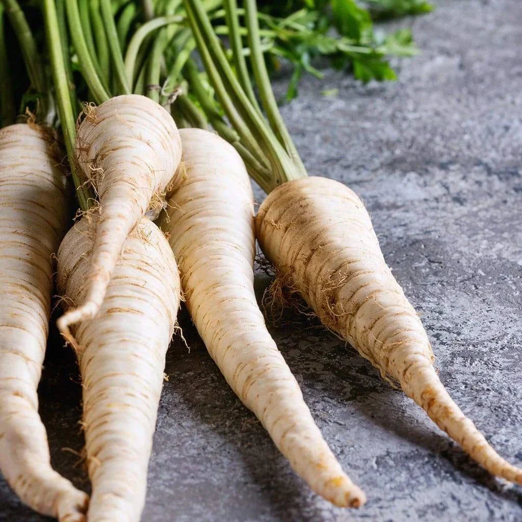 Hollow Crown Parsnip Seeds - Organic Heirloom Pastinaca sativa - 200+ Seeds for Home Gardening and Cooking