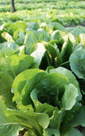 Bibb Butterhead Lettuce Seeds Non-GMO Heirloom Variety Lactuca sativa Bulk Pack of 2000 Seeds