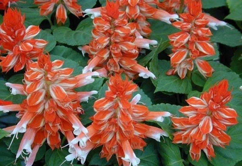Orange White Salvia Seeds - Perennial Hummingbird & Butterfly Flowers - Salvia splendens Seed Packet